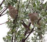 Curve-billed Thrashers