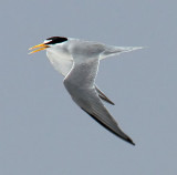 Least Tern