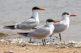 Caspian Terns