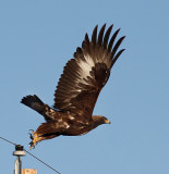 Golden Eagle