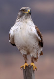 Ferruginous Hawk