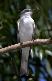 Gray Kingbird