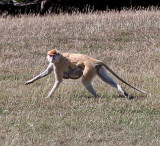 Patas Monkey