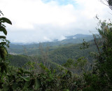 Cloud Forest in the Cordillera Central