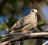 Common Ground-Dove