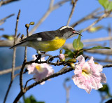 Bananaquit