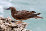 Brown Booby