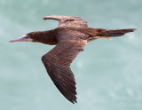 Brown Booby