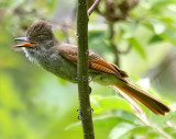 Rufous-tailed Flycatcher