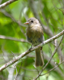 Jamaican Pewee