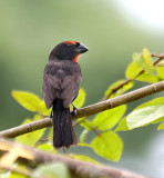Greater Antillean Bullfinch