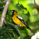 Jamaican Oriole