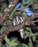 Mountain Pygmy-Owl