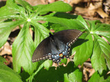 Eastern Tiger Swallowtail female, dark form