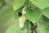 Aristolochia tomentosa - Woolly Pipevine