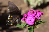 Black form female Eastern Tiger Swallowtail on Dianthus