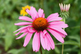 Whimsical Echinacea