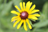 Black-eyed Susan and Visitor