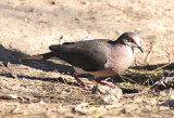 White-tipped Dove