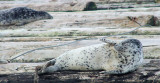 Seals .. Everett Marina