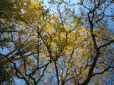 Leaves, Seattle Arboretum