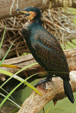 Cormorant