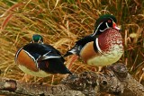 Wood Ducks