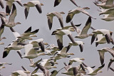 Snow Geese 1