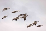 Snow Geese in formation