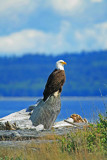 Bald Eagle on watch