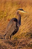 Heron in sun