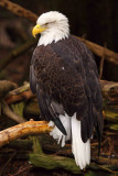 Bald Eagle 1