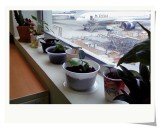 I planted a lot of plants in office