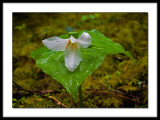 Forest Trillium, after the rain