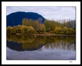 Tree line 
