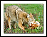 Fox with hen