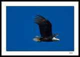 Eagle (4)