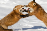 Red Fox Battle