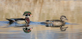 Wood Duck Pair