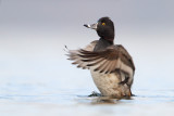 Ring-necked Duck