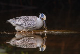 Yellow Crowned Night Heron with Crab