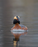 Horned Grebe