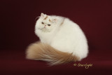 One You Love Hercules (Persian)