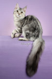 Hapik Spirit Dreamer (Maine Coon)