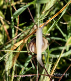 snail_IMG_7124b.JPG