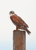 Ferruginous Hawk