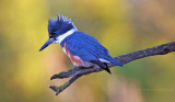 Belted Kingfisher