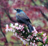 IMG_2679r_800b.jpg