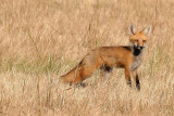 Red Fox