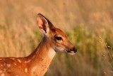 Fawn
